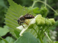 Andrena florea