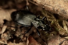 Limodromus