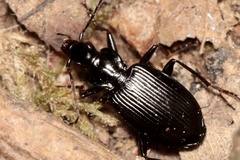 Limodromus