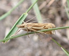 Crambus pratella