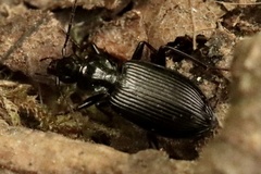 Limodromus