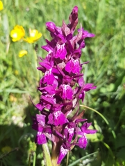 Dactylorhiza majalis
