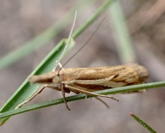 Crambus pratella