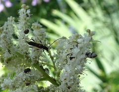Molorchus umbellatarum