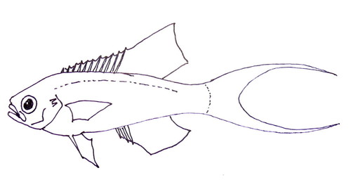 Representative image of Callanthias ruber