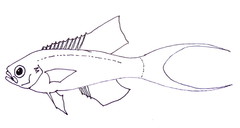 Parrot Sea-Perch photo 3