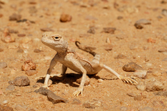 Blacktail Toadhead Agama photo 3