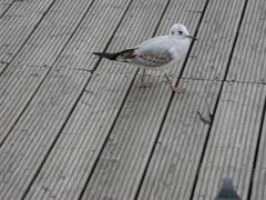 Chroicocephalus ridibundus