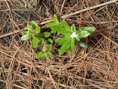 Lithospermum distichum