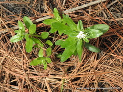 Lithospermum distichum