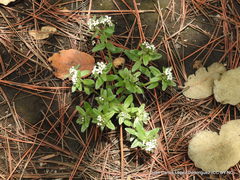 Lithospermum distichum