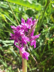 Dactylorhiza lapponica