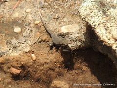 Sceloporus megalepidurus