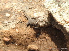 Sceloporus megalepidurus