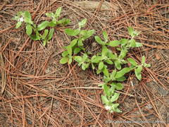 Lithospermum distichum