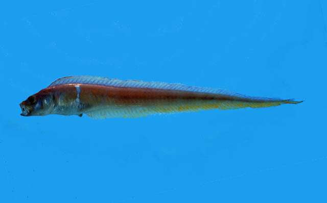 Japanese Bandfish