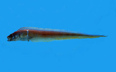 Japanese Bandfish photo 1