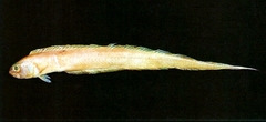 Japanese Bandfish photo 2