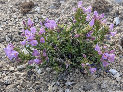 Image of Penstemon janishiae by (c) Rachel Stringham, some rights reserved (CC BY)