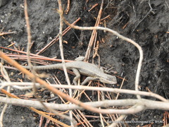 Sceloporus megalepidurus