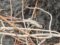 Sceloporus megalepidurus