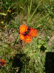 Pilosella aurantiaca