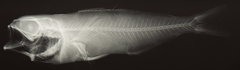 Longfin Cigarfish photo 2
