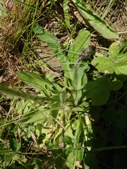Pilosella aurantiaca