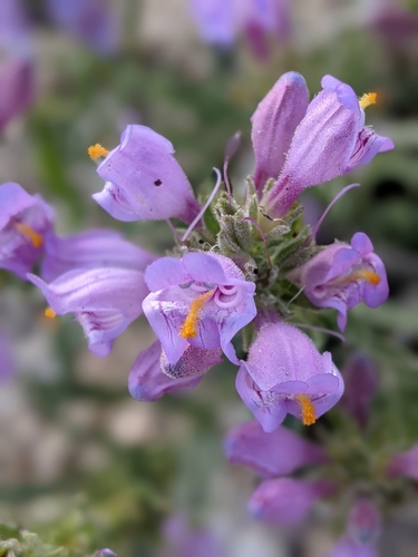 Image of Penstemon janishiae by (c) Rachel Stringham, some rights reserved (CC BY)
