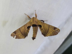 Apatelodes pandarioides