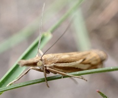 Crambus pratella