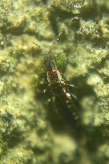 Thysanoptera