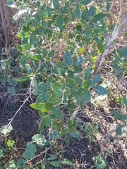 Rhamnus alaternus