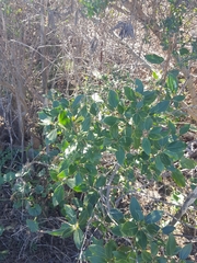 Rhamnus alaternus