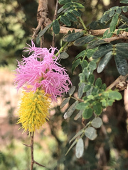 Dichrostachys spicata