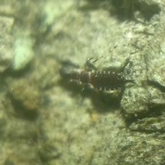 Thysanoptera