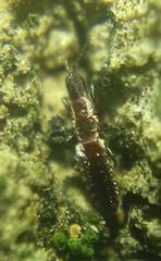 Thysanoptera