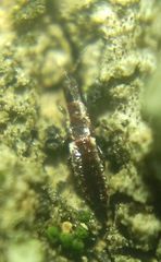 Thysanoptera