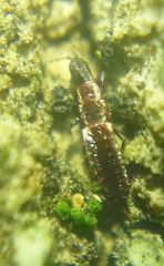 Thysanoptera