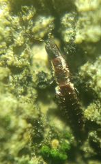 Thysanoptera
