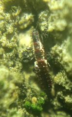 Thysanoptera