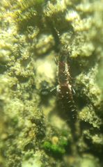 Thysanoptera
