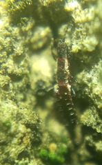 Thysanoptera