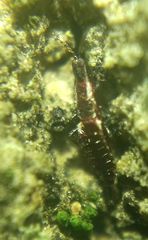 Thysanoptera