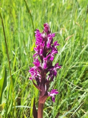 Dactylorhiza incarnata cruenta