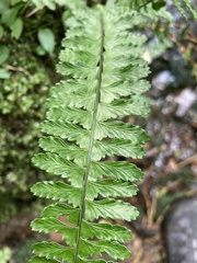 Asplenium sellowianum