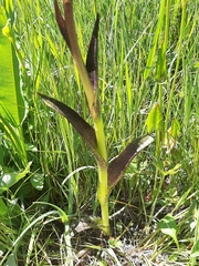 Dactylorhiza incarnata cruenta