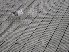 Chroicocephalus ridibundus