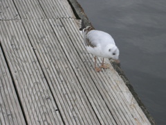 Chroicocephalus ridibundus