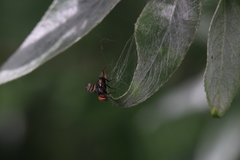 Otites rivularis